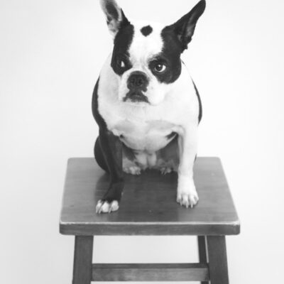 PorkChop