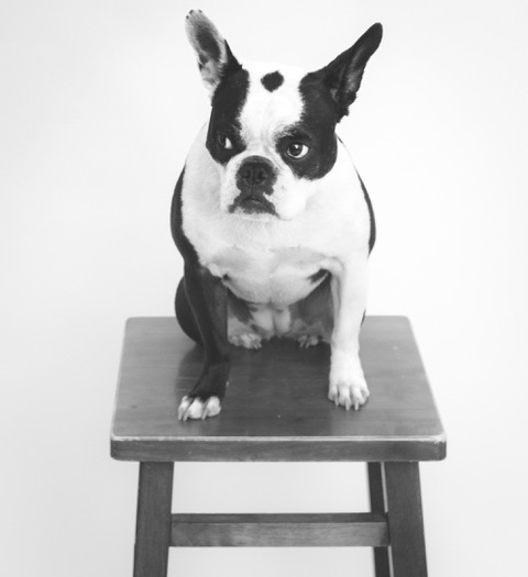 PorkChop, Chief Connection Officer